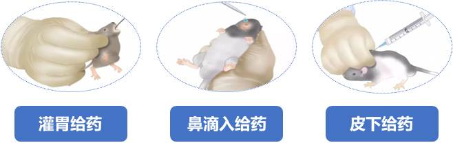 动物实验操作